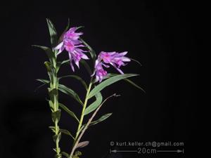 Thunia bensoniae