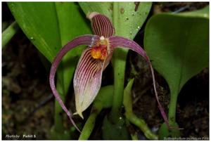 Bulbophyllum membranifolium subsp. inunctum