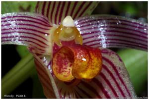 Bulbophyllum membranifolium subsp. inunctum