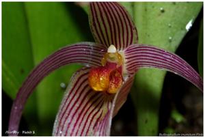 Bulbophyllum membranifolium subsp. inunctum