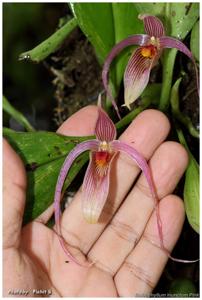 Bulbophyllum membranifolium subsp. inunctum