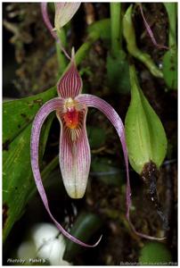 Bulbophyllum membranifolium subsp. inunctum