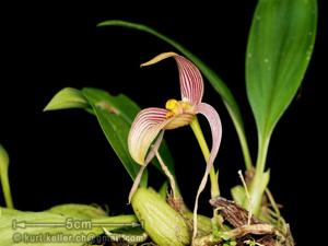 Bulbophyllum membranifolium subsp. inunctum