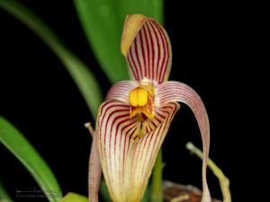 Bulbophyllum membranifolium subsp. inunctum