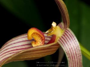 Bulbophyllum membranifolium subsp. inunctum