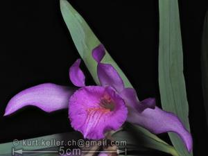 Thunia bensoniae