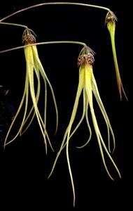 Bulbophyllum thiurum