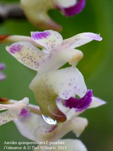 Aerides quinquevulnera