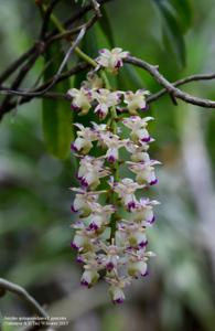 Aerides quinquevulnera