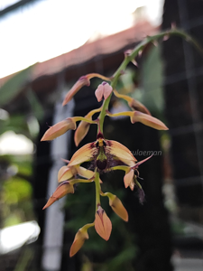 Bulbophyllum jolandae