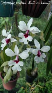 Calanthe vestita