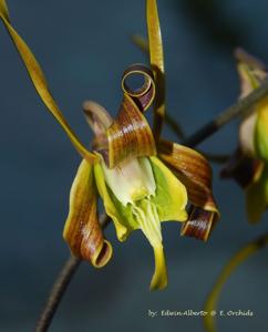 Dendrobium sutiknoi