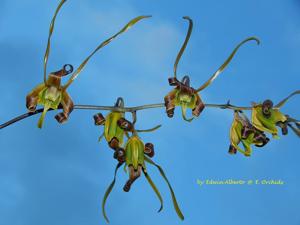 Dendrobium sutiknoi