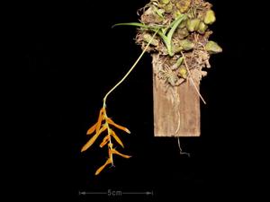 Bulbophyllum khaoyaiense