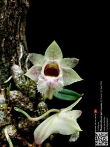 Dendrobium hekouense