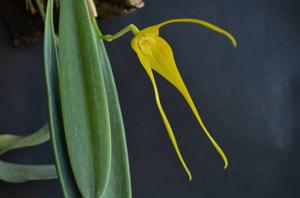 Masdevallia caesia