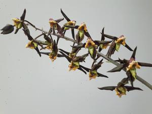 Catasetum gnomus