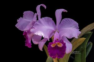 Cattleya trianae