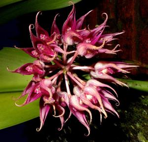 Bulbophyllum lasianthum