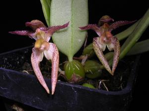 Bulbophyllum lasiochilum