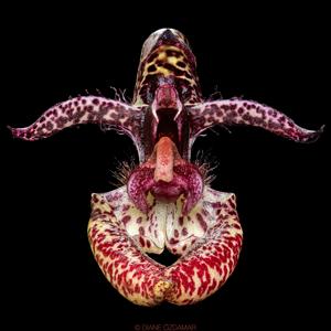 Bulbophyllum lasiochilum