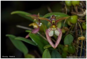 Bulbophyllum lasiochilum
