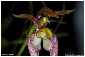 Bulbophyllum lasiochilum