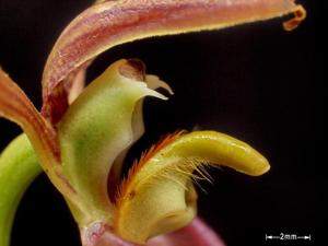 Bulbophyllum lasiochilum