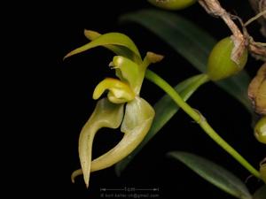 Bulbophyllum lasiochilum