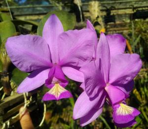 Cattleya nobilior