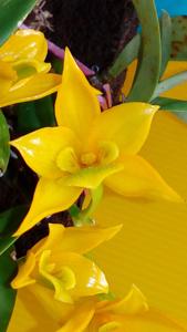 Dendrobium trigonopus