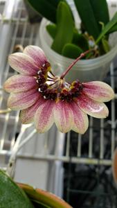 Bulbophyllum lepidum