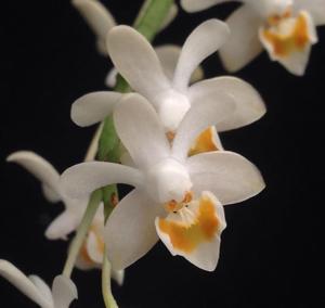 Phalaenopsis malipoensis