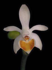 Phalaenopsis malipoensis