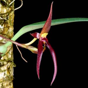 Bulbophyllum levanae