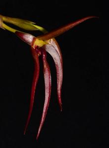 Bulbophyllum levanae