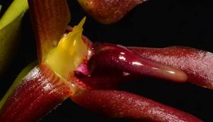 Bulbophyllum levanae