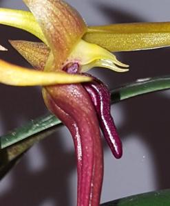 Bulbophyllum levanae