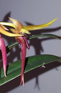 Bulbophyllum levanae