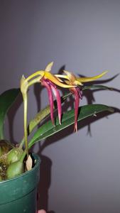 Bulbophyllum levanae