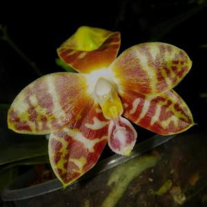 Phalaenopsis amboinensis