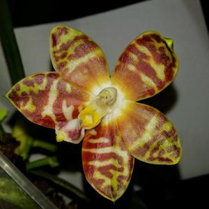 Phalaenopsis amboinensis