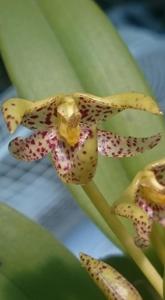 Bulbophyllum baileyi