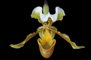 Paphiopedilum insigne