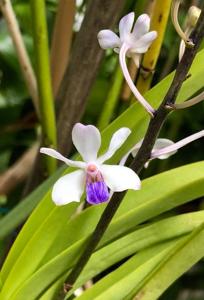 Vanda lilacina