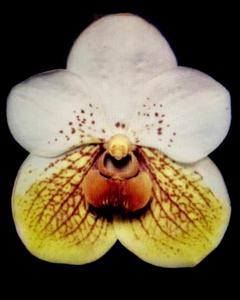 Vanda sanderiana