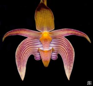 Bulbophyllum lobbii