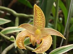 Bulbophyllum lobbii