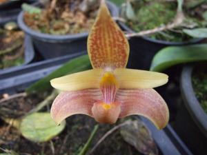 Bulbophyllum lobbii