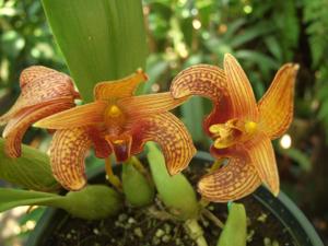 Bulbophyllum lobbii